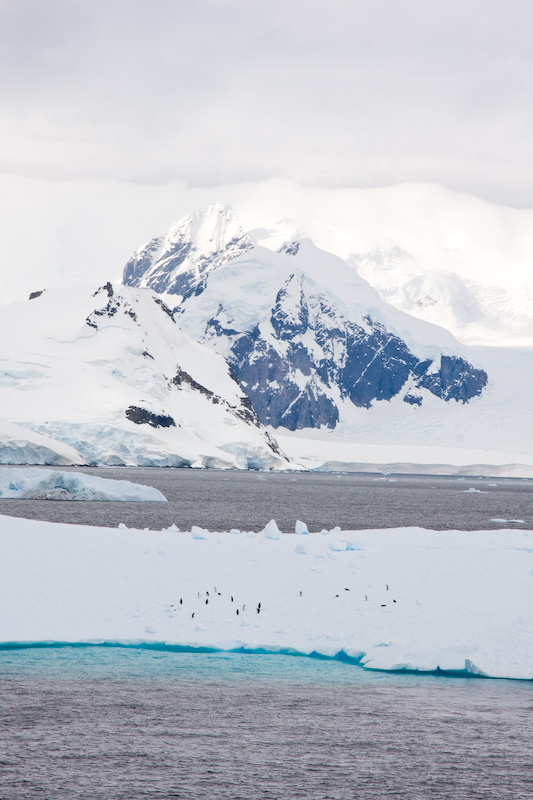 Gentoo Penguins On Iceberg